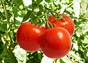 Tomate
